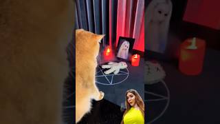 My cat mastered black magic🐈😨 cat cats funny fun [upl. by Aran783]