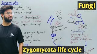 Zygomycota life cycle  Characteristics  Class 11 Biology [upl. by Hamas]