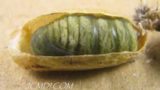 Hidden Nature Silkmoth Metamorphosis Pupation HD Timelapse V05248 [upl. by Isidoro]