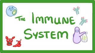 GCSE Biology  Immune System Defences Against Pathogens 38 [upl. by Boccaj974]