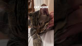 Cat ASMR [upl. by Burnard]