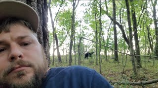 Bears at the Pungo Unit of Pocosin Lakes National Wildlife Refuge [upl. by Misab]