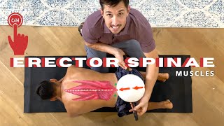 Turn ON Your ERECTOR SPINAE MUSCLES [upl. by Renat]