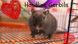 Handling Gerbils [upl. by Cathleen231]