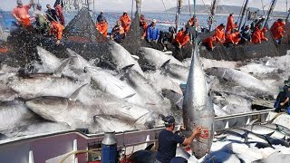 Wow Big Catch giant bluefin tuna Net Fishing Tuna Cutting Processing in Factory [upl. by Aihsia370]