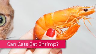 Can Cats Eat Shrimp Be it Raw or Cooked [upl. by Nosirrah850]