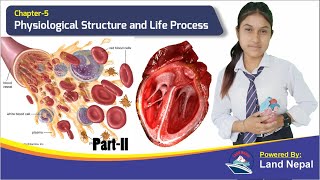 Physiological Structure and Life Process  Human Heart and blood vessels  SEE Online Babaji [upl. by Yllus]