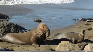 Elephant Seal Sounds Compilation  Mirounga leonina Sounds [upl. by Atekihs45]