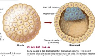 Blastocyst Formation in Hindi [upl. by Airehc639]