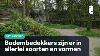 Bodembedekkers maken je tuin onderhoudsvriendelijk  Natuur en Zo 🌿 [upl. by Nath795]