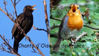 CHANTS dOISEAUX de FRANCE 30 chants [upl. by Jessy341]