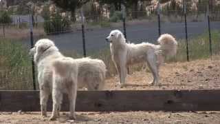 Maremma dogs guard goats near Terrebonne [upl. by Ainiger]