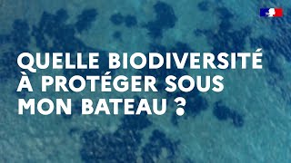 Quelle biodiversité à protéger sous mon bateau [upl. by Alehcim]