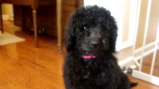 Australian Labradoodle Puppy  Black Female [upl. by Christmann282]