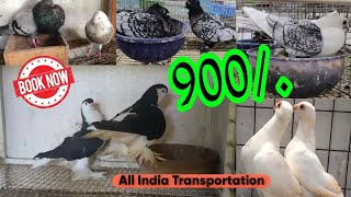 Top Quality pigeons sale  Gaditano pouter  Santinet  barb  Archangel  Lahori Shirazi kabootar [upl. by Sergius]