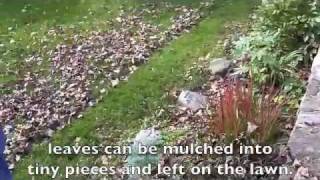 Mulching Leaves With A Mulcher Mower [upl. by Hayalat976]