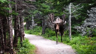 Giant moose surprises hikers on Canadian forest trail  Wild Animal Encounters [upl. by Kelley969]