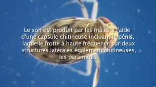 Le chant des corises Micronecta poweri [upl. by Mccurdy182]