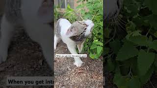 Cats in the catmint homesteading cats catmint [upl. by Huei322]