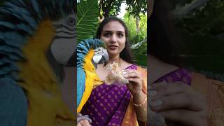 Macaw Parrot Eats Puthareku Sweet [upl. by Anirtac]