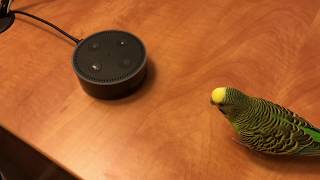 Kiwi and Amazon Echo Dot  Budgie Bloopers [upl. by Had]