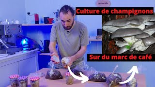 MES ESSAIS DE CULTURE DE PLEUROTES SUR DU MARC DE CAFÉ [upl. by Eiromem]