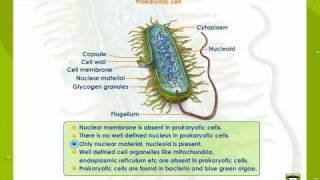 Prokaryotic And Eukaryotic Cells [upl. by Ymled]