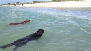 Cavalier King Charles Spaniels Swimming in the Ocean [upl. by Graniah]