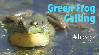 Green Frog Lithobates clamitans  Mating and Display Calls [upl. by Placeeda]