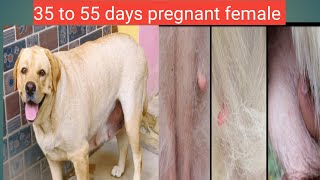 35 to 55 days pregnancy  labrador retriever female [upl. by Onibla]