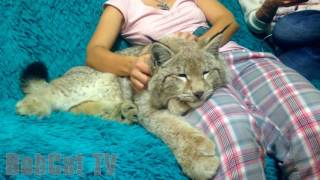 A GIRL IS PETTING HER LYNX [upl. by Arracat]