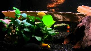 Aquarium 200 Litres Cichlidés Malawi [upl. by Yleve]