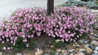 Oenothera speciosa Rosea  Mexican Evening Primrose [upl. by Margarita779]