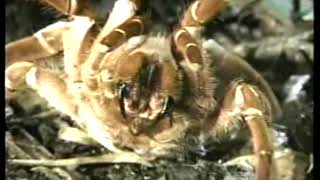 TARANTULAS  Discovery Channel Video [upl. by Litta]