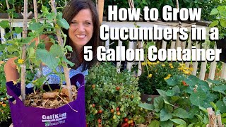 How to Grow Cucumbers in a 5 gallon Container DIY Trellis Container Garden Series 3 🥒👩🏻‍🌾🥒 [upl. by Latsirk]