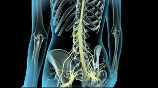 Epidural amp Spinal Anesthesia [upl. by Sivad]