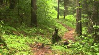 Balsam Mountain Great Smoky Mountains National Park [upl. by Cornew948]