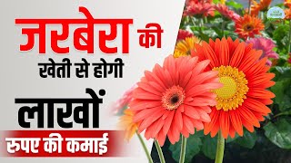 जरबेरा की खेती से Profit ही Profit  Transvaal Daisy Farming । Gerbera cultivation [upl. by Press]