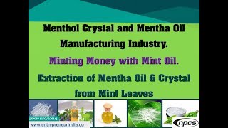 Menthol Crystal and Mentha Oil Manufacturing Industry  Minting Money with Mint Oil [upl. by Ainesy158]