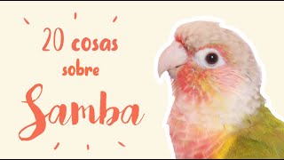 20 cosas sobre SAMBA  PYRRHURA MOLINAE PINEAPPLE  Carácter picotazos alimentación [upl. by Suoiluj]