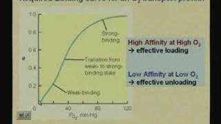 Lecture  12 Myoglobin and Hemoglobin [upl. by Emmer597]