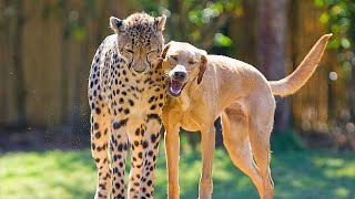 10 Unbelievable Unlikely Animal Friendships [upl. by Denie]