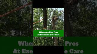 Tree Removal Amateurs VS Pros [upl. by Aihcrop]