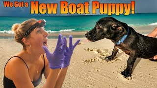 Welcome our new dog Bucky and Sailboat Racing [upl. by Ynnaej]