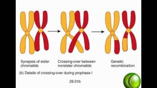 Meiosis [upl. by Valenta358]