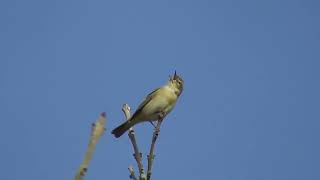 Chiffchaff Song  The first singing Warbler [upl. by Starla]