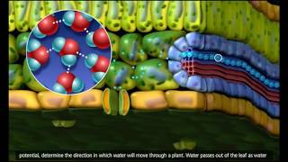 Plant Transport Xylem and Phloem Transpiration 3D Animation 720p [upl. by Nalod]