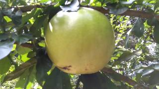 Calabash Tree Crescentia cujete [upl. by Ahsan580]