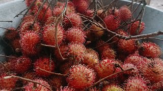 Rambutan Fruit Tree Harvesting  Philippines [upl. by Colis]