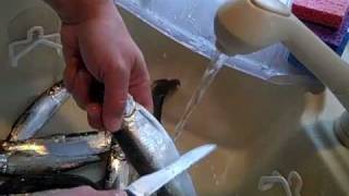 How to Prepare to Pickle Herring part 1 of 2 [upl. by Attoynek]